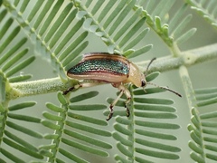 Calomela parilis
