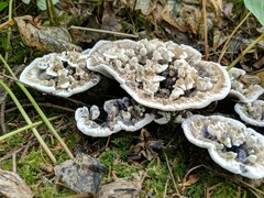 Hydnellum suaveolens