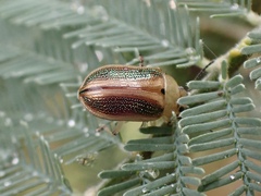 Calomela parilis