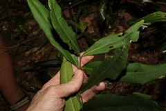 Syzygium ingens