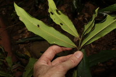 Syzygium ingens