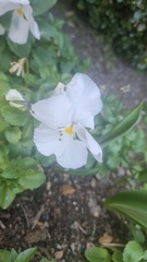 Viola calcarata