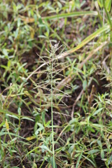 Diplachne fusca