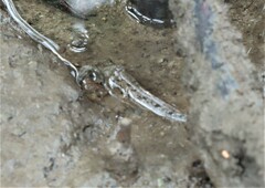 Periophthalmus argentilineatus