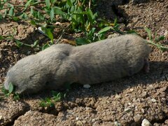Spalax microphthalmus