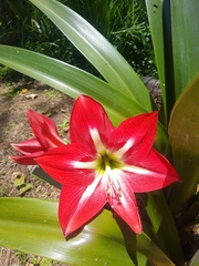 Hippeastrum