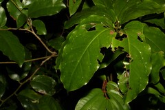 Pennantia cunninghamii