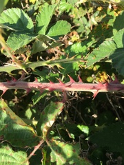 Rubus leucostachys