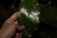 Pennantia cunninghamii