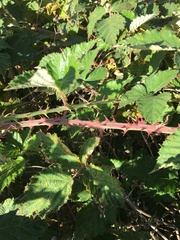 Rubus leucostachys