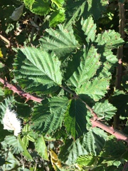 Rubus leucostachys