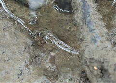 Periophthalmus argentilineatus