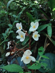 Begonia