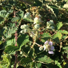 Rubus leucostachys