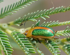 Calomela parilis
