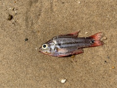 Ostorhinchus limenus