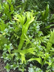 Microsorum punctatum