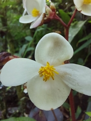 Begonia