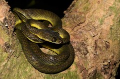 Dipsadoboa underwoodi