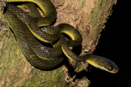 Underwood's Nocturnal Tree Snake