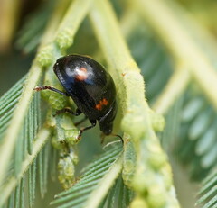 Peltoschema tetraspilotum