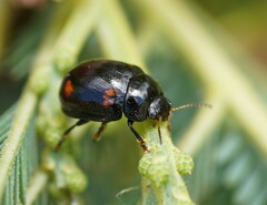 Peltoschema tetraspilotum