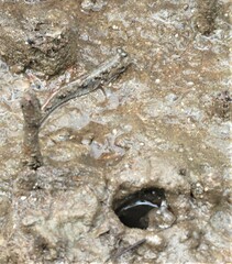 Periophthalmus argentilineatus