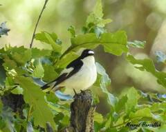 Ficedula speculigera