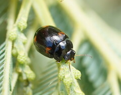 Peltoschema tetraspilotum