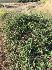 Rubus leucostachys