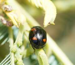 Peltoschema tetraspilotum