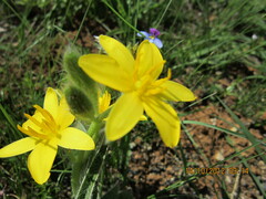 Hypoxis hemerocallidea