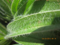 Hypoxis hemerocallidea