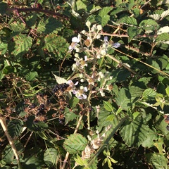 Rubus leucostachys