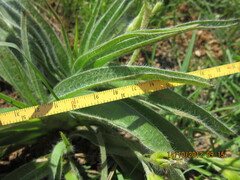 Hypoxis hemerocallidea