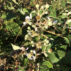 Rubus leucostachys