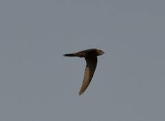 Apus pallidus