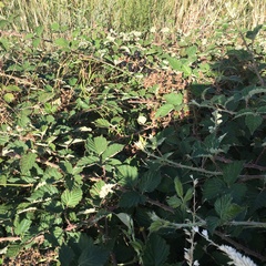 Rubus leucostachys