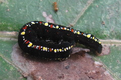 Oraesia emarginata