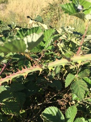 Rubus leucostachys