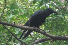 Corvus macrorhynchos