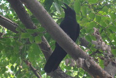 Corvus macrorhynchos