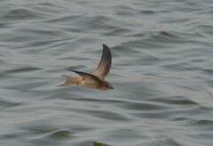 Apus pallidus