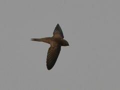 Apus pallidus