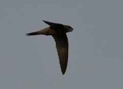 Apus pallidus