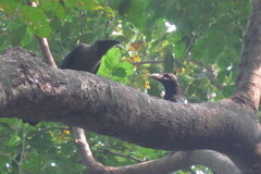 Corvus macrorhynchos