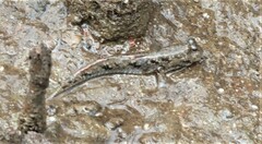 Periophthalmus argentilineatus