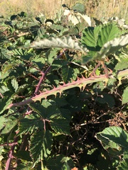 Rubus leucostachys