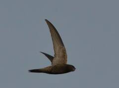 Apus pallidus