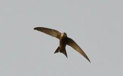Apus pallidus
